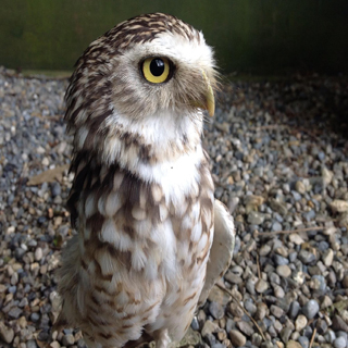 Falconry Adventure for 5 people image