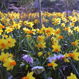 €130 Gardening Lesson Gift Voucher image