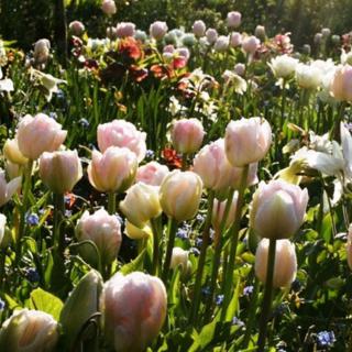 €195 Gardening Lesson Gift Voucher image