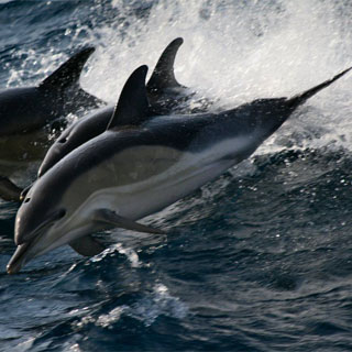 €250 Aquaventures Gift Voucher image