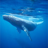 Whale &amp; Dolphin Watching
