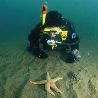 Dive Guide image