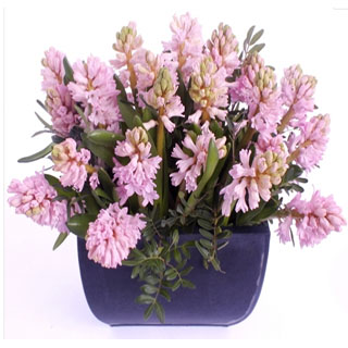 Hyacinth Arrangement image
