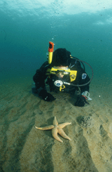 Scuba Diving Wrecks - 1-Day Speciality Course image