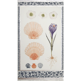 Jean Bardon - Scallop shells, Crocuses & Hellebore image