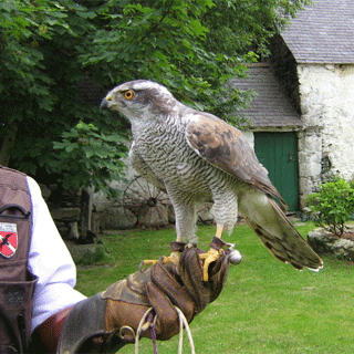 Private Falconry Lesson for 1-6 People image