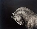 Animals Gift Voucher